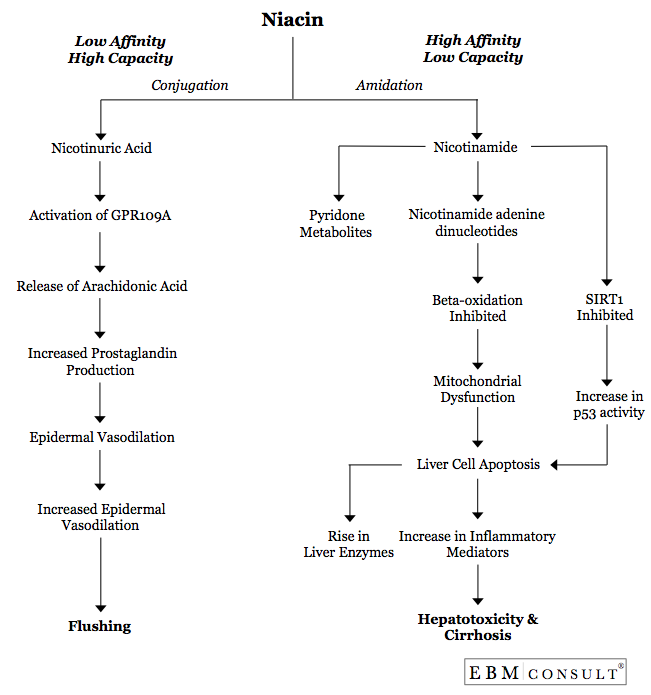 The Mechanism for Niacin Associated Flushing and Hepatotoxicity